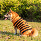 Dog wearing an orange and black striped sweater with pumpkin-face patch, shown from the back outdoors