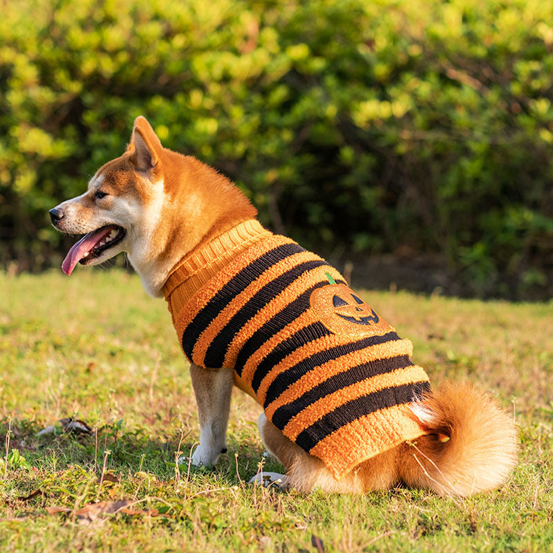 Dog wearing an orange and black striped sweater with pumpkin-face patch, shown from the back outdoors